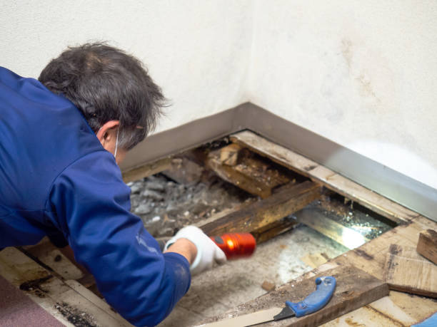 Best Local Mold Removal Service  in Chico, TX