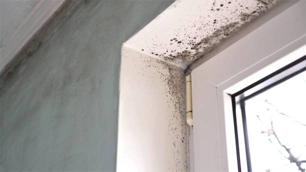 Best Mold Testing and Removal  in Chico, TX