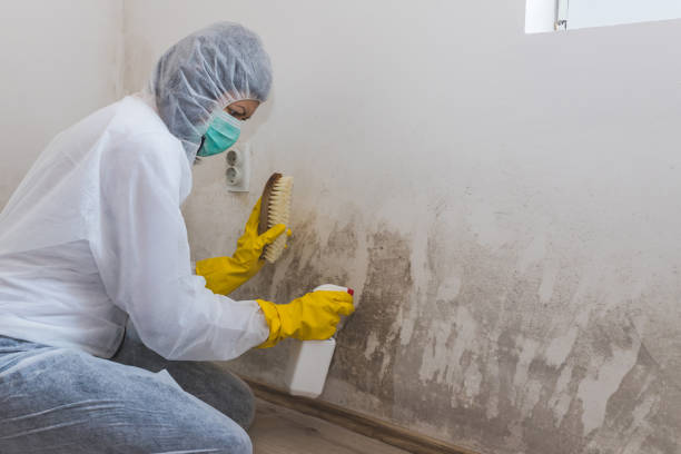Best Toxic Mold Removal  in Chico, TX