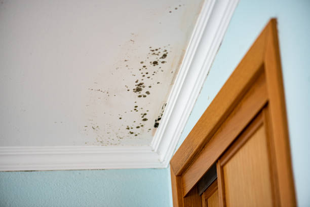 Office Mold Removal Services in Chico, TX