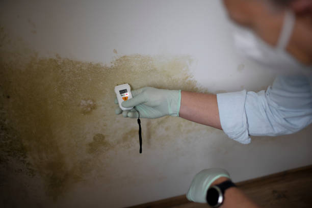 Best Mold Testing  in Chico, TX