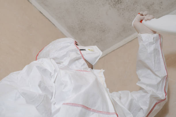 Best Residential Mold Removal  in Chico, TX