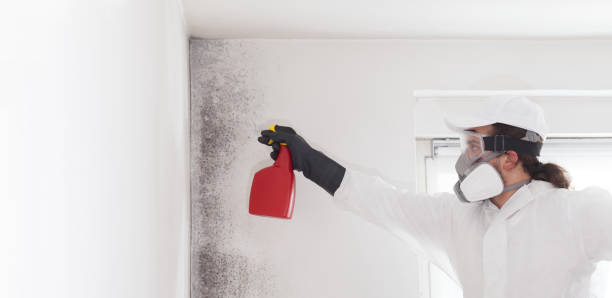 Best Mold Remediation Services  in Chico, TX