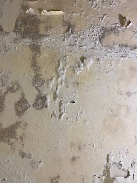 Best Mold Removal Company Near Me  in Chico, TX