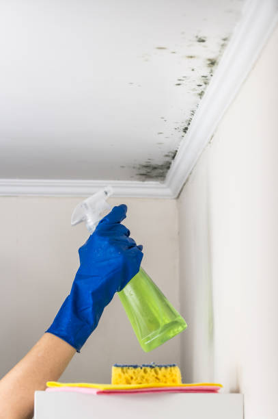 Best Attic Mold Removal  in Chico, TX