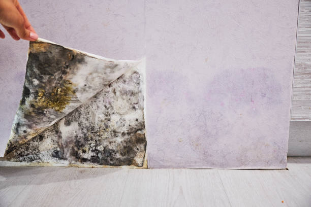 Best Same-Day Mold Removal  in Chico, TX